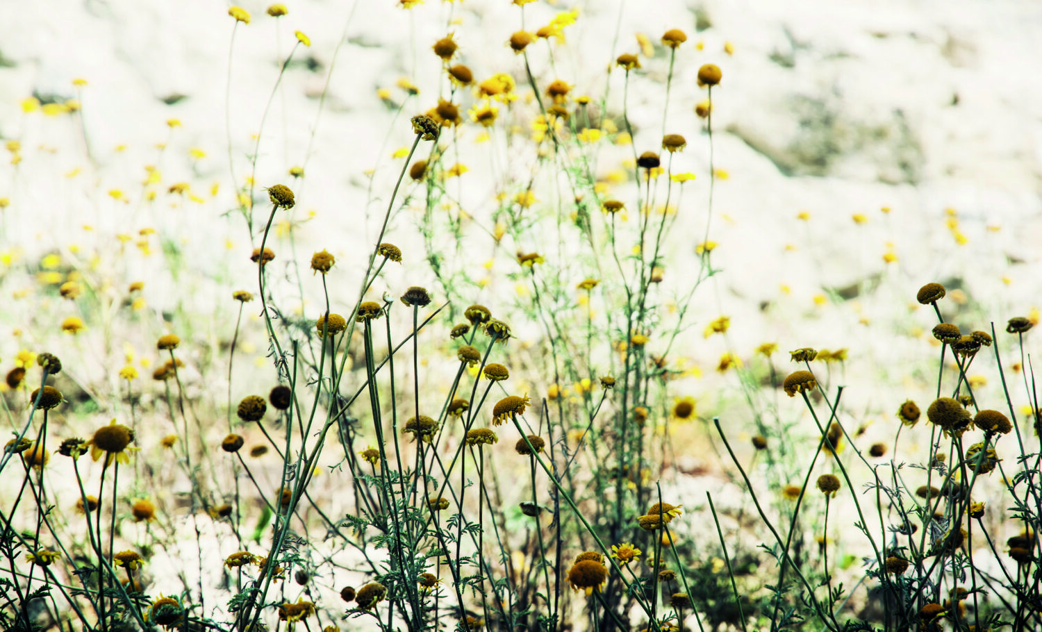 De maag en de vier natuurkwaliteiten