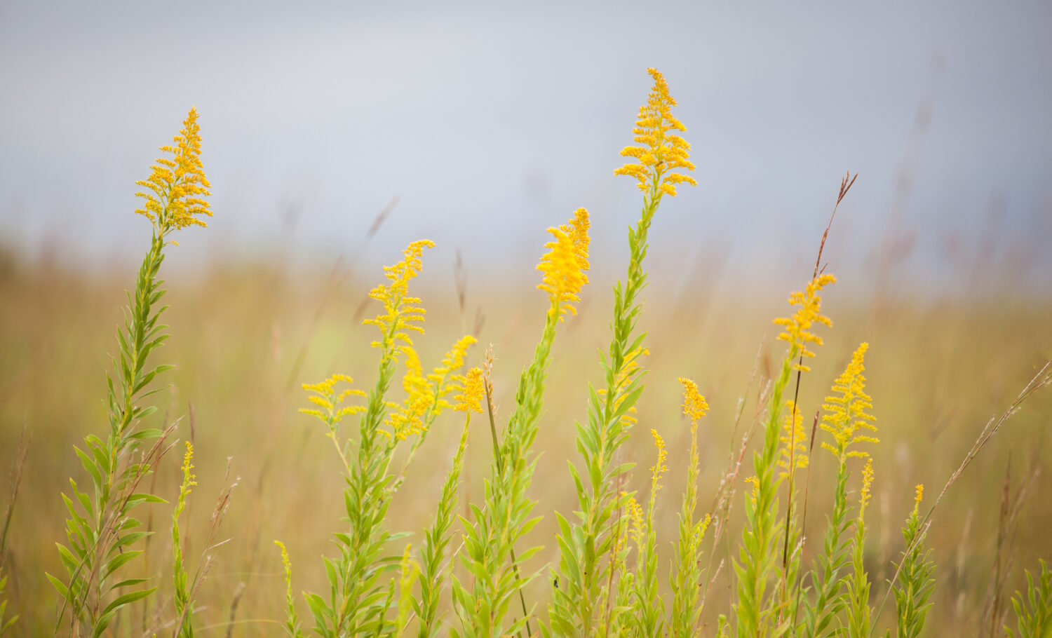 Geneesmiddelen en de 4 natuurkwaliteiten