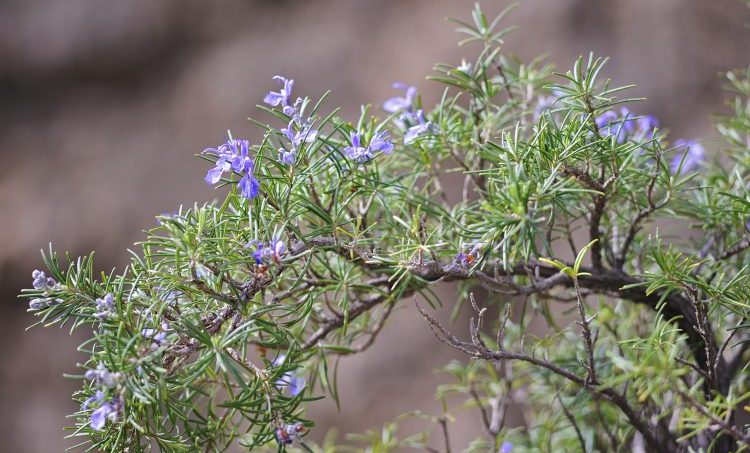 Patiënt met de ziekte van Menière genezen met 4 natuurkwaliteiten