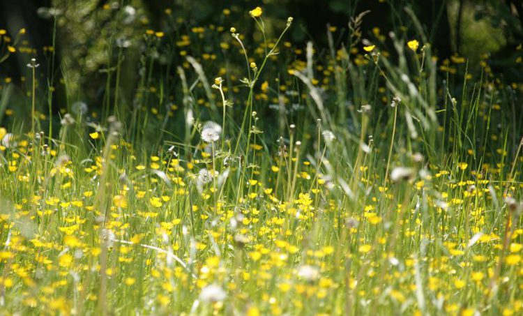 Probiotica verminderen hooikoortsklachten