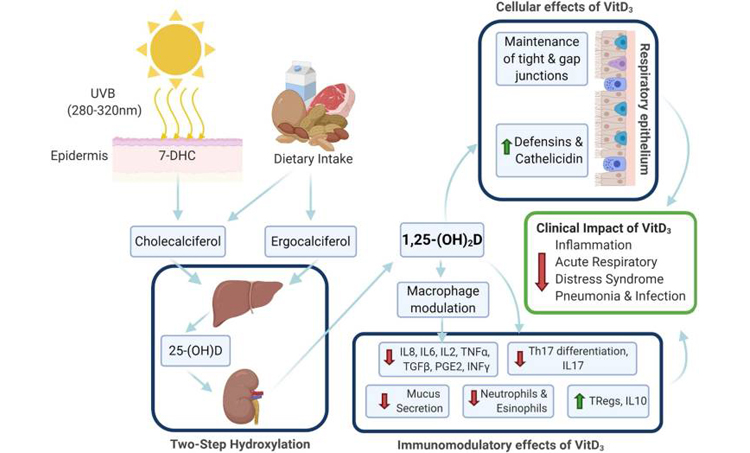 Vitamine D-tekort en het risico op Covid-19
