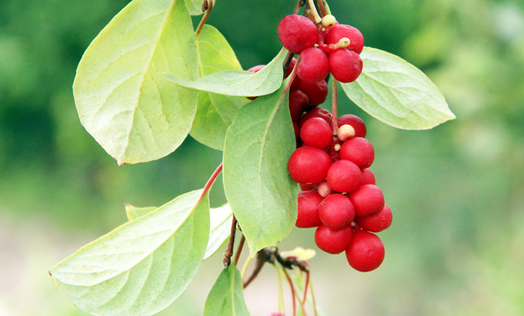 Antidepressieve werking schisandra verloopt via de hersen-darmas