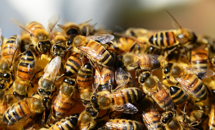 Aanvullende behandeling met propolis bij depressie