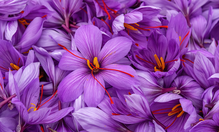 Saffraan net zo effectief als methylfenidaat bij ADHD