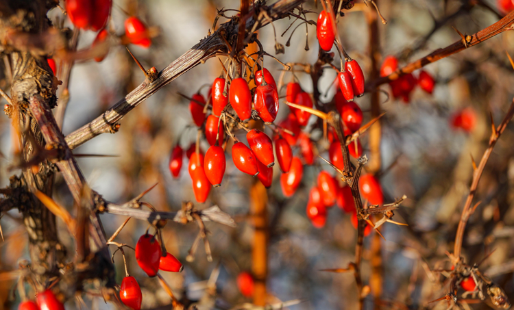 Combi van berberine en curcumine helpt bij PDS