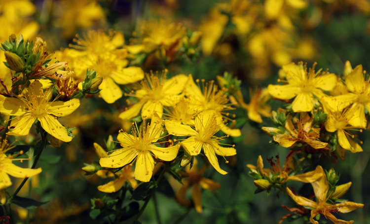 Werking van sint-janskruid via het darmmicrobioom