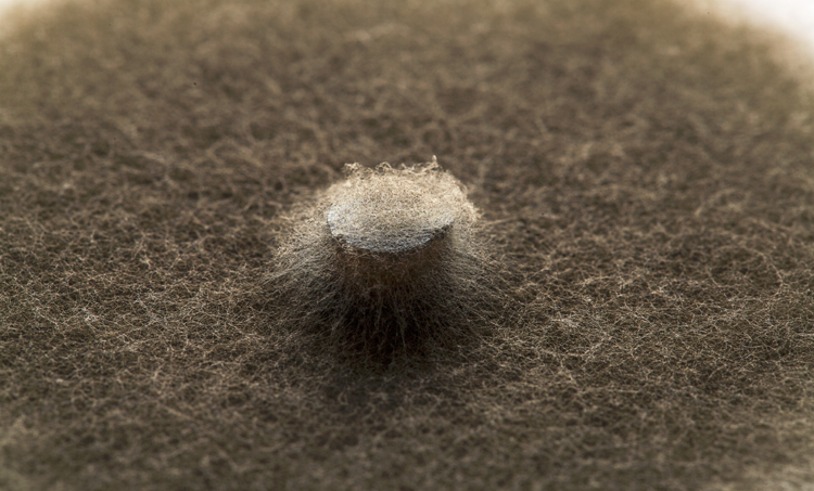 Schimmelbelasting en allergie