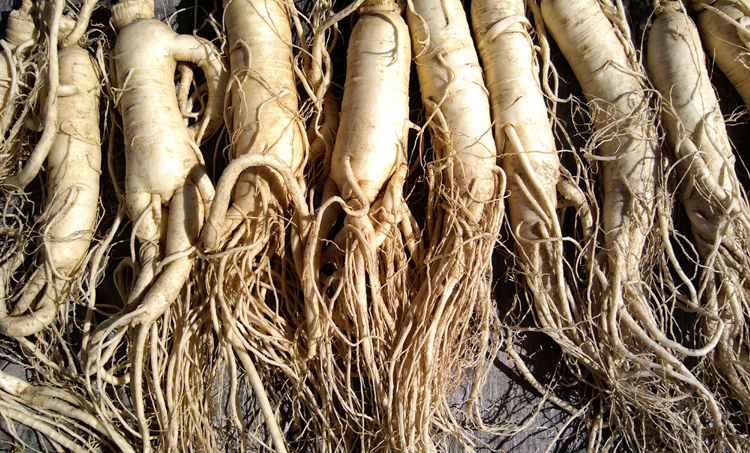 Antivermoeidheidseffecten ginseng via microbioom