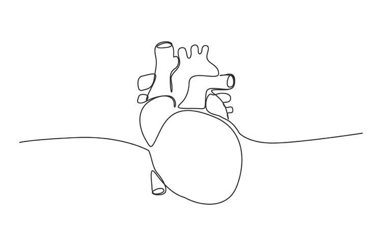 Co-enzym Q10, de spil van onze energieproductie