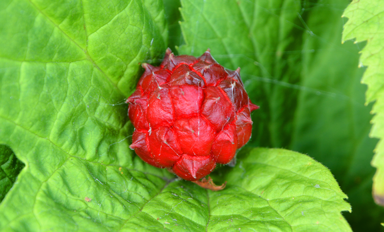 De bijzondere plantenstof berberine