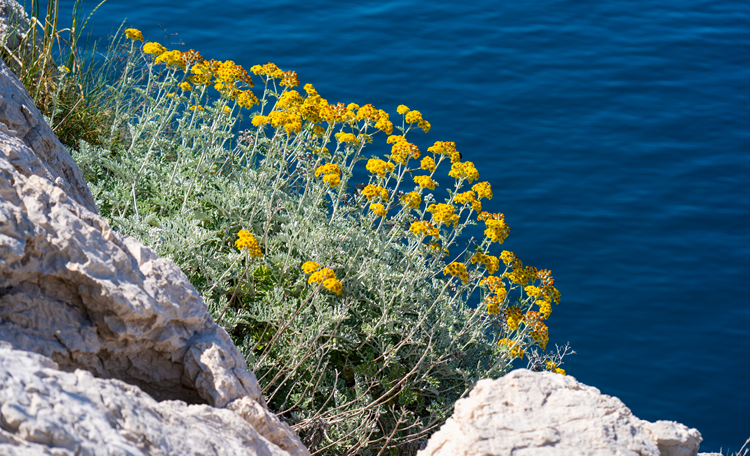 Italiaanse strobloem, een unieke parel op de huid
