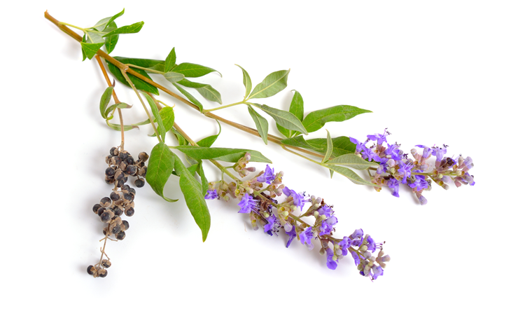 Een betere balans in het vrouwelijk hormonaal systeem dankzij monnikenpeper