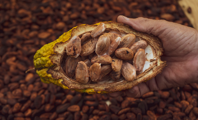 Cacaoflavanolen temperen stille ontsteking bij ouderen