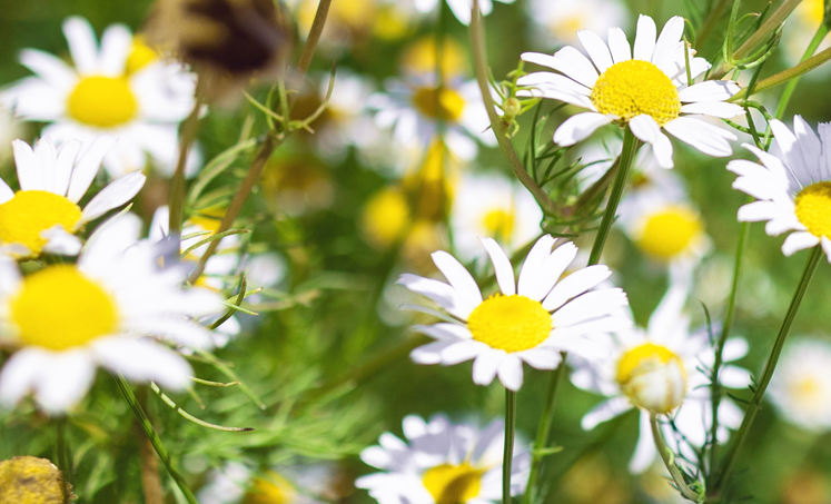 Digitale bibliotheek kruidengeneeskunde