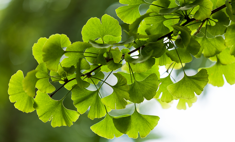Ginkgo biloba remt progressie diabetische retinopathie