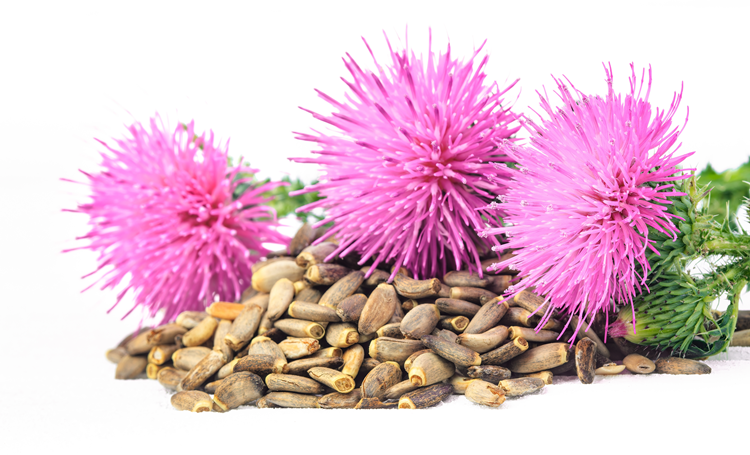 Mariadistel: een leverbeschermdende plant