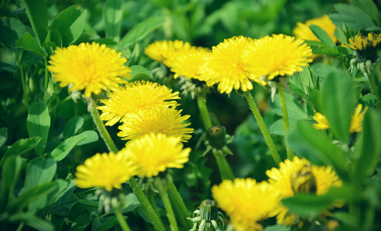 De paardenbloem wereldwijd toegepast als eetbare en medicinale plant