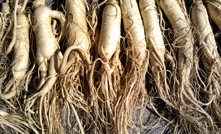 Ginseng bij cognitieve achteruitgang: bescheiden gunstig effect