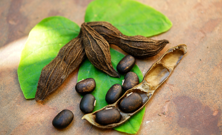 Mucuna pruriens, parkinson en risico's