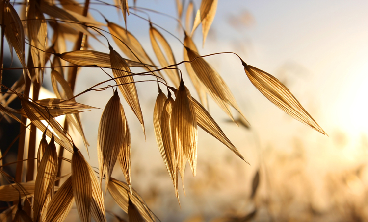 Avena sativa, een strohalm als tonicum