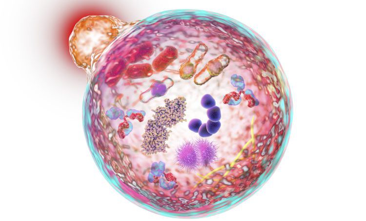 Autofagie als reset-knop voor het metabolisme