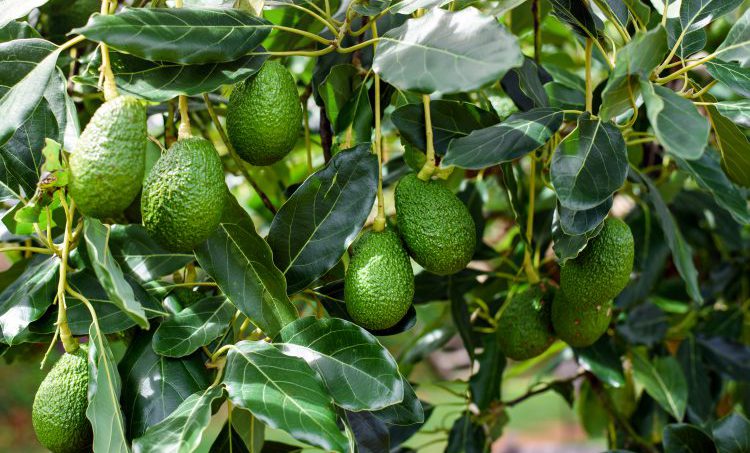 Natuurvoeding voor lever en gal