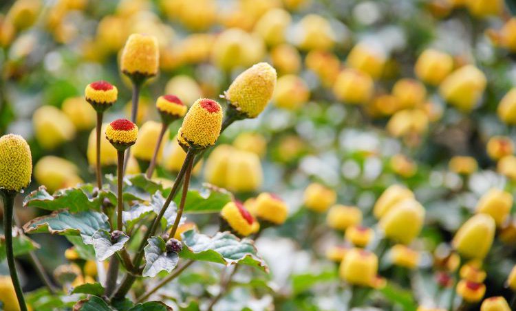 Spilanthes oleracea