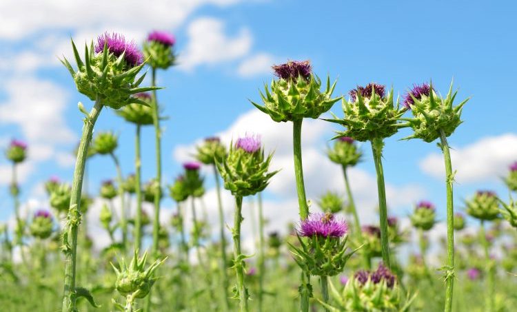 Silybum Marianum