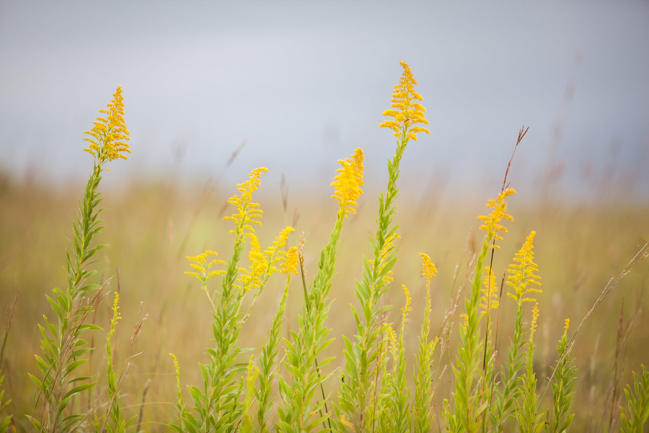 4/16 Geneesmiddelen en de 4 natuurkwaliteiten