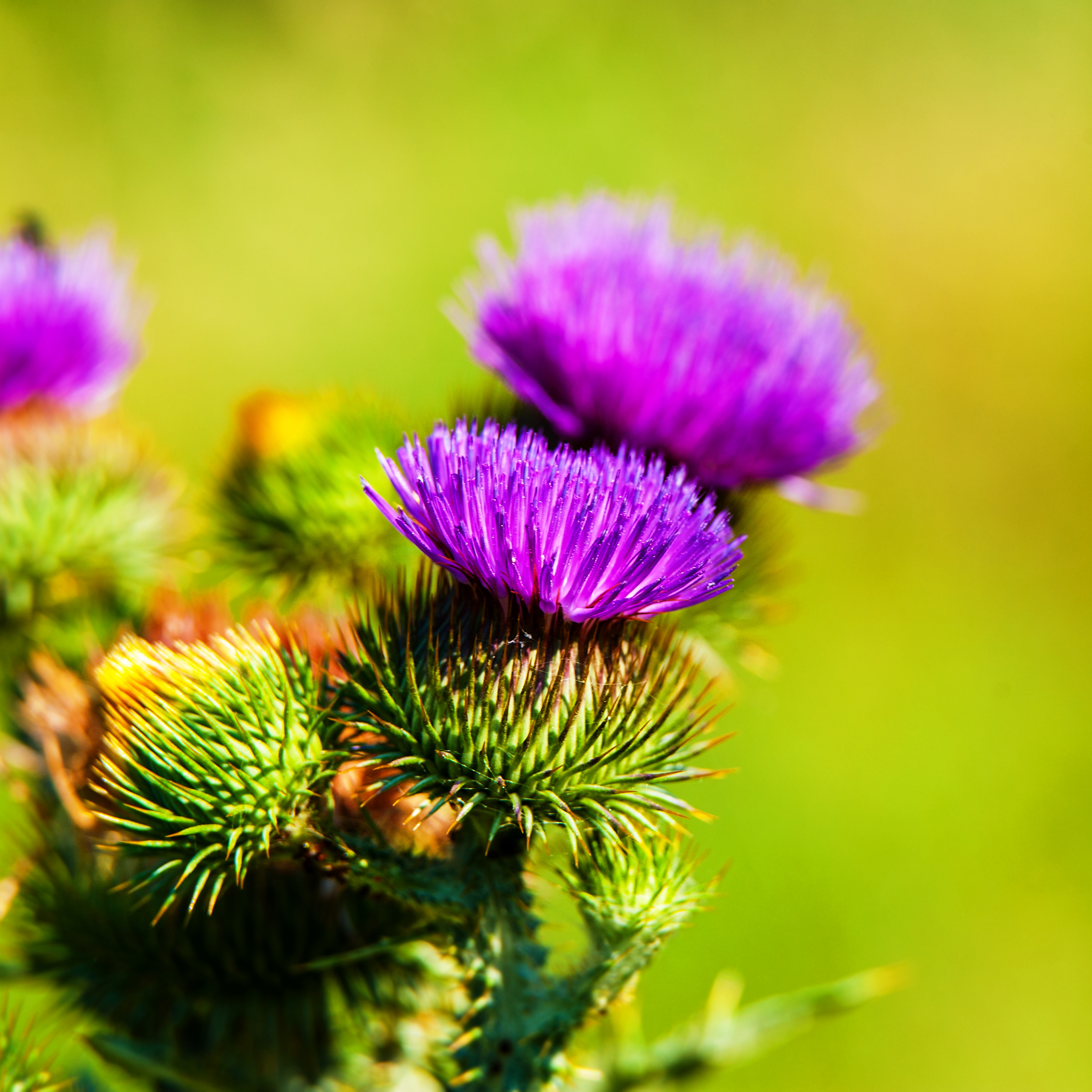 3/16 Arctium lappa