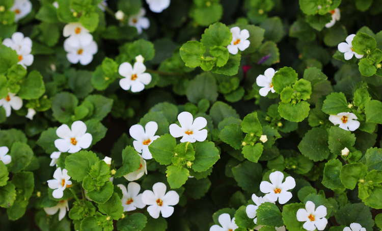 Hersentonicum Brahmi ook regulier interessant