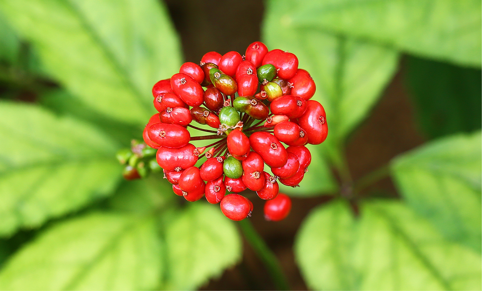 Combinatie Ginseng(bes) en metformine lijkt gunstig