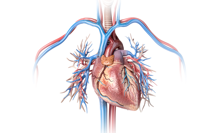 Cardiovasculair risicomanagement en preventie: de nutriënten