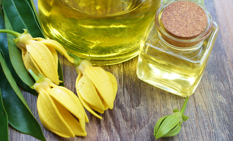 Ylang on sale ylang oil