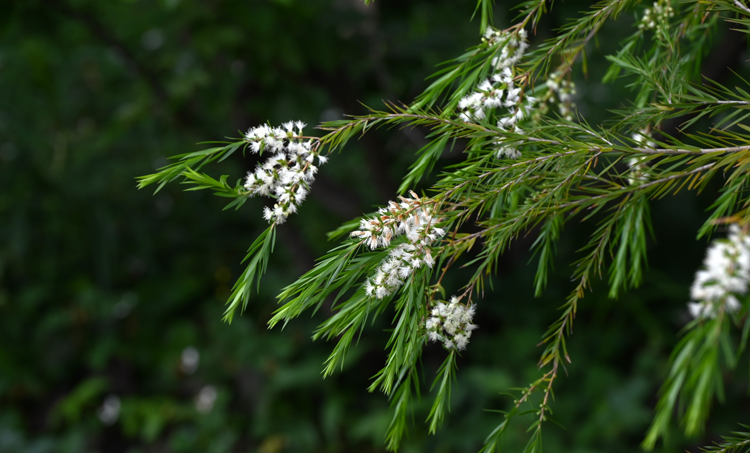 De antibacteriële werking van tea tree essentiële olie