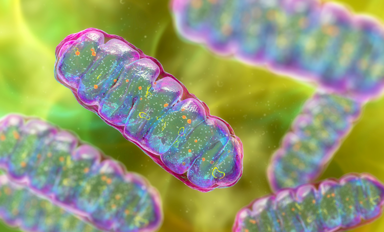 Mitochondriale dynamiek in de oncologie